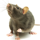 Illustration for article titled New York City Rat Map Is Helpful, Mildly Terrifying